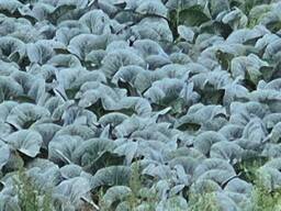 Продам капусту