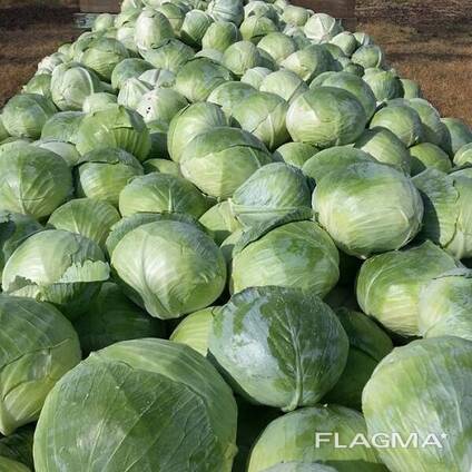 Продам капусту Агресор