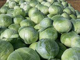 Продам капусту Агресор