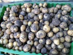 Продам картофель 2 ой сорт