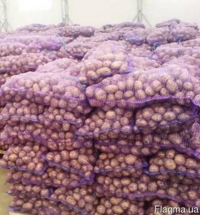 Продам картофель для столовых