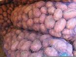 Продам картофелей оптом - фото 2