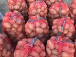 Продам картофелей оптом - фото 3