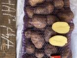 Продам картоплю продовольчу - фото 1