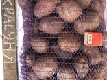Продам картоплю продовольчу - фото 2
