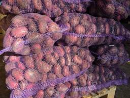 Продам картоплю, сорт Торнадо , об'єм присутній.