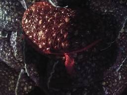 Продам каштаны