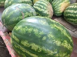 Продам кавун Арашан