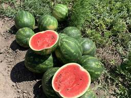 Продам кавун оптом, сорт Талісман