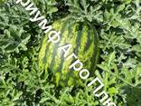 Продам Кавун з поля, Одеса - фото 3