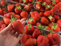 Продам клубнику оптом