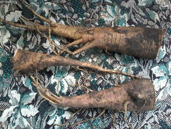 Продам корень лаконоса, ягоды и листья, (фитолакка)