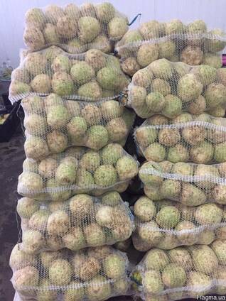 Продам корень сельдерея.