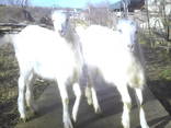 Продам коз породы Ламанча - фото 1