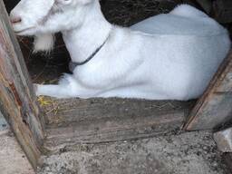 Продам козу