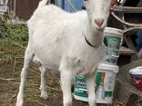 Продам козу дойную (на выбор) - фото 2