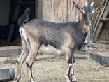 Продам козу дойную (на выбор) - фото 3