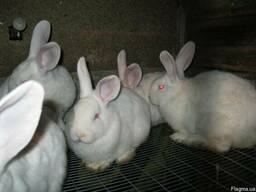 Продам кроликов породы Белый паннон