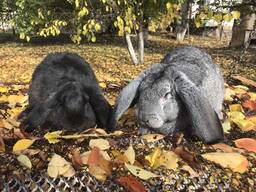 Продам кролів великої породи, різного віку, живою вагою.