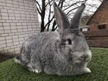 Продам кролів великої породи, різного віку, живою вагою. - фото 5