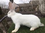 Продам кролів великої породи, різного віку, живою вагою. - фото 6