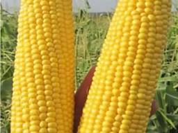 Продам КУКУРУДЗУ