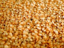 Продам кукурудзу, 2000 тонн