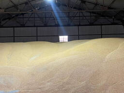 Продам кукурудзу 3 клас