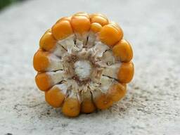 Продам кукурудзу 400 т