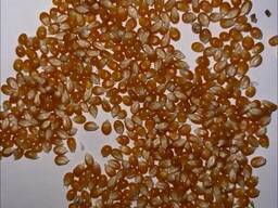 Продам Кукурудзу для попкорну