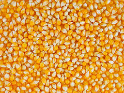 Кукуруза FOB, CIF, DAF \ Yellow Corn FOB, CIF. DAF