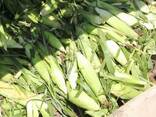 CORN - фото 2