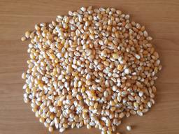 Продам кукурузу на попкорн