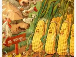 Продам кукурузу на условиях FOB