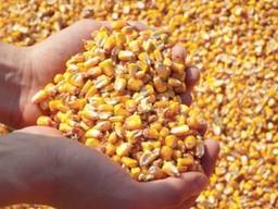 Продам кукурузу урожай 21 года