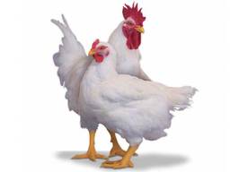 31грн за 1кг Продам курей-бройлерів живою вагою. Вирощений на натуральних кормах без хімії