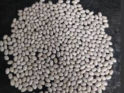 Продам квасолю сорт Мавка 1200 тон.