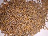Продам лен золотистый - фото 2
