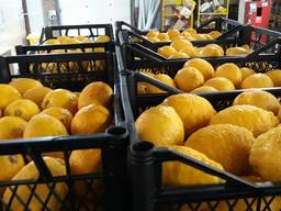 Продам лимон оптом помощь в доставке по регионам