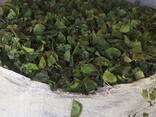 Продам листя сухе березове (ОПТОМ) - фото 1