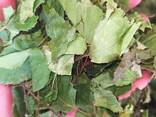 Продам листя сухе березове (ОПТОМ) - фото 4