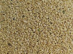 Продам льон золотистий (жовтий, Linum usitatissimum) - 150т. , с/г виробник.