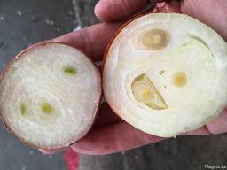 Продам лук на перо