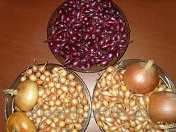 Продам лук севок(тыканка) любая фракция в наличии 25грн