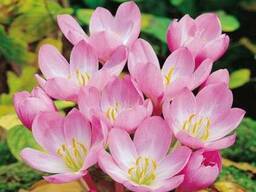 Продам луковицы Колхикума (безвременника)