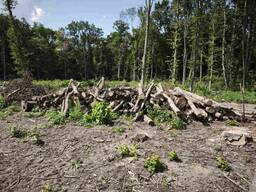 Куплю липу, вербу, осику тощо.