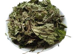Продам листя ліщини Горішник Орішина Лісовий горіх Corylus avellana