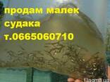 Продам малек (зарыбок) судака n/ - фото 2