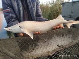 Продам малька альбиноса