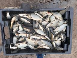 Продам малька карпа